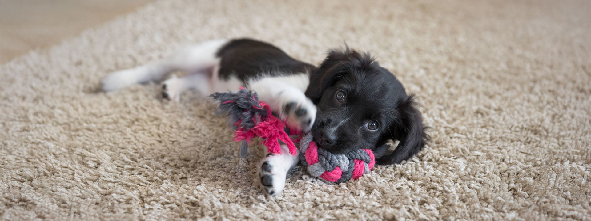 So You Got a New Puppy