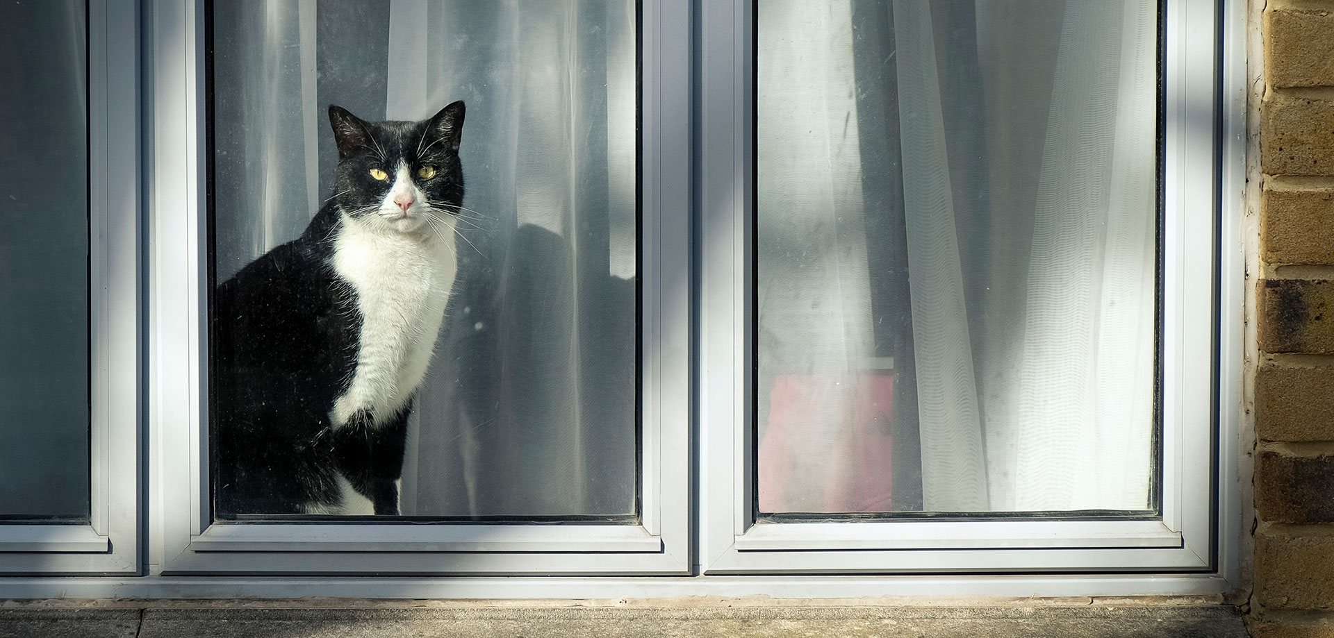 Why You Should Hire a Professional Pet Sitter for Your Cat When You Travel