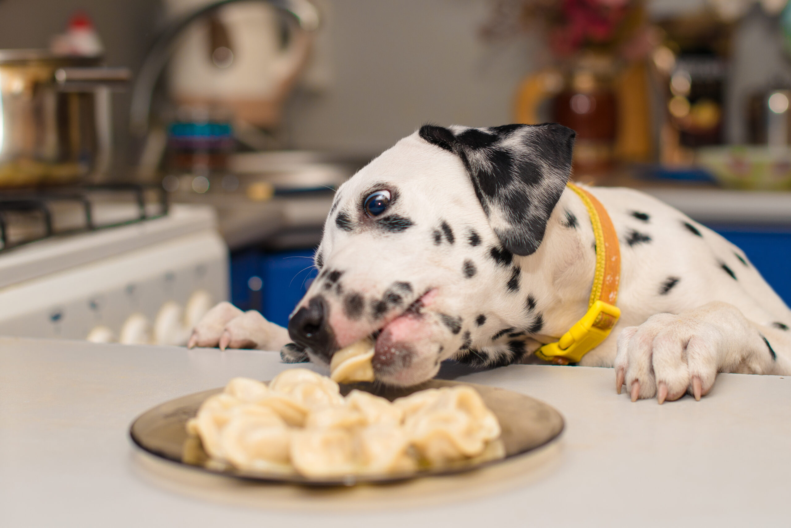 How Pet Correct Spray Can Help Break Your Dog’s Bad Habits